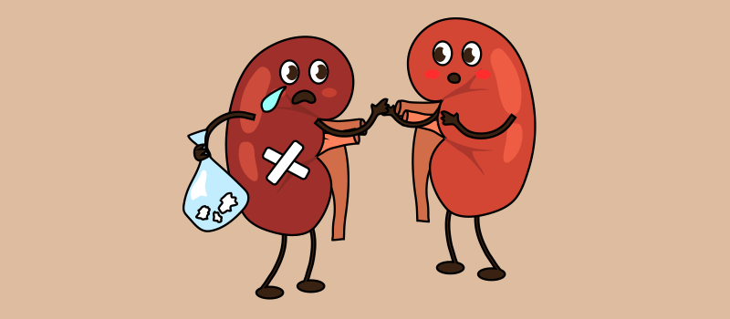 cartoon of two kidneys helping eachother